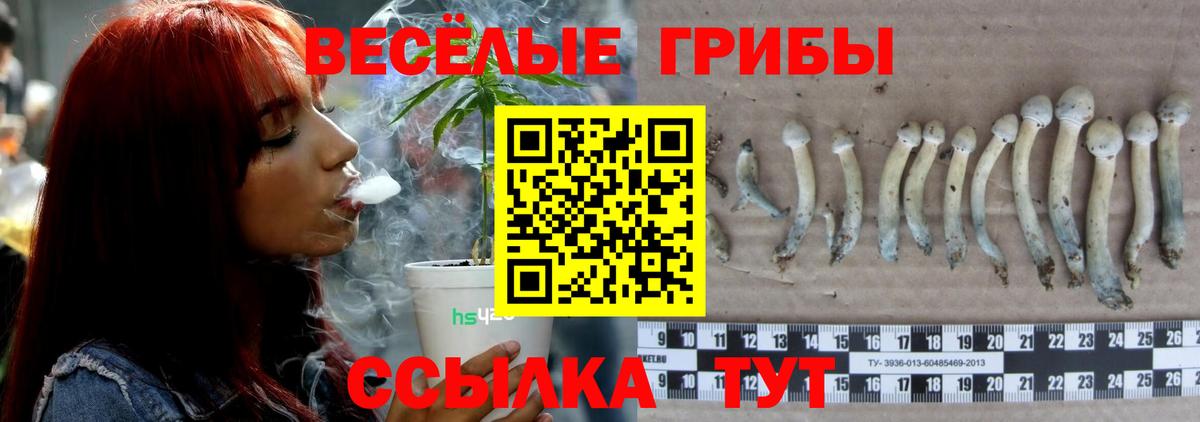 где можно купить   Галлюциногенные грибы Psilocybe  Вход с VPN  Галлюциногенные грибы мицелий  Сатка 